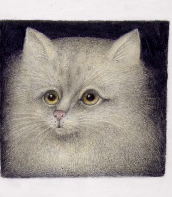 PORTRAIT OF A WHITE CAT